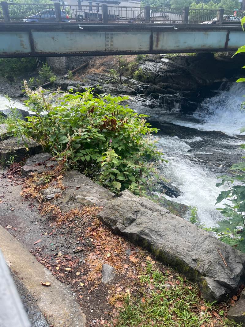 walking near me in Ann Street Park in summer