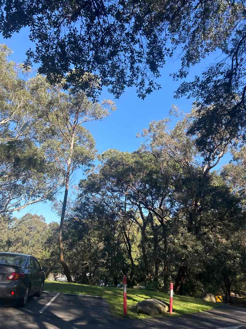 walking near me in Artarmon Reserve in spring