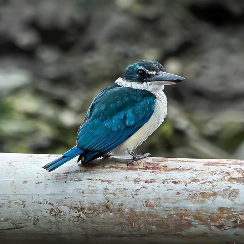 🐲🐉🐲樂逍遙🐲🐉🐲 post 1