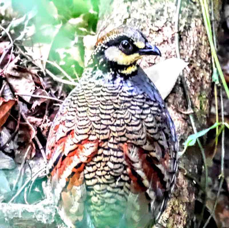 🐲🐉🐲樂逍遙🐲🐉🐲 post 2