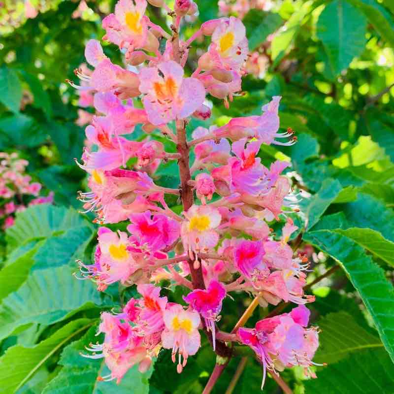 🍷🍷🍷candlekeep 🏔🇷🇺 post 1