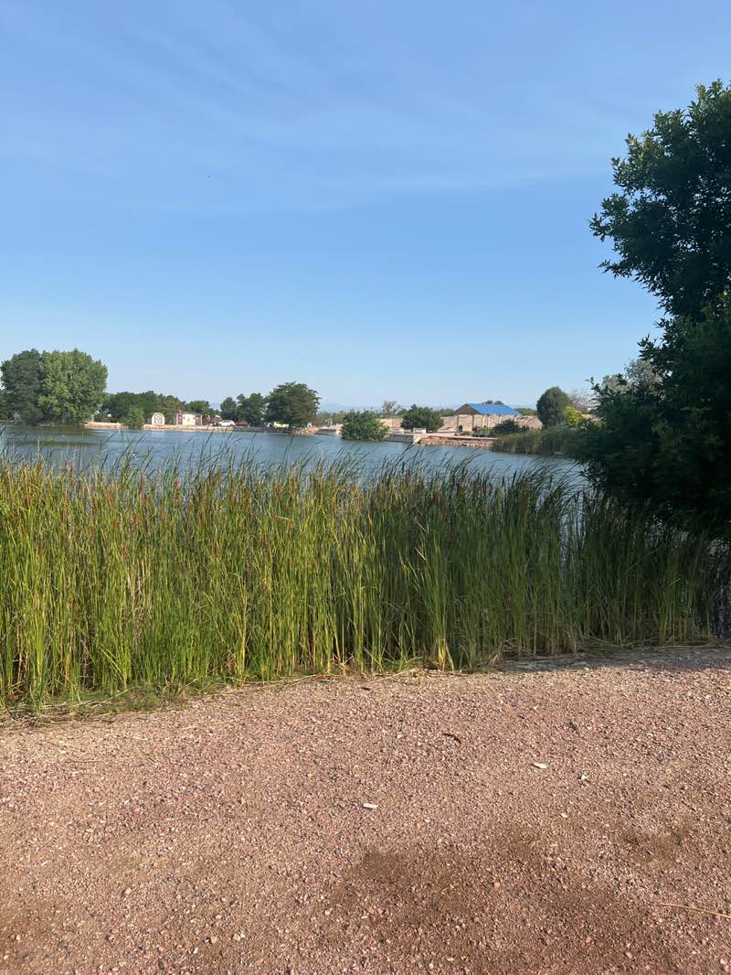 walking near me in Golden Guardian in summer