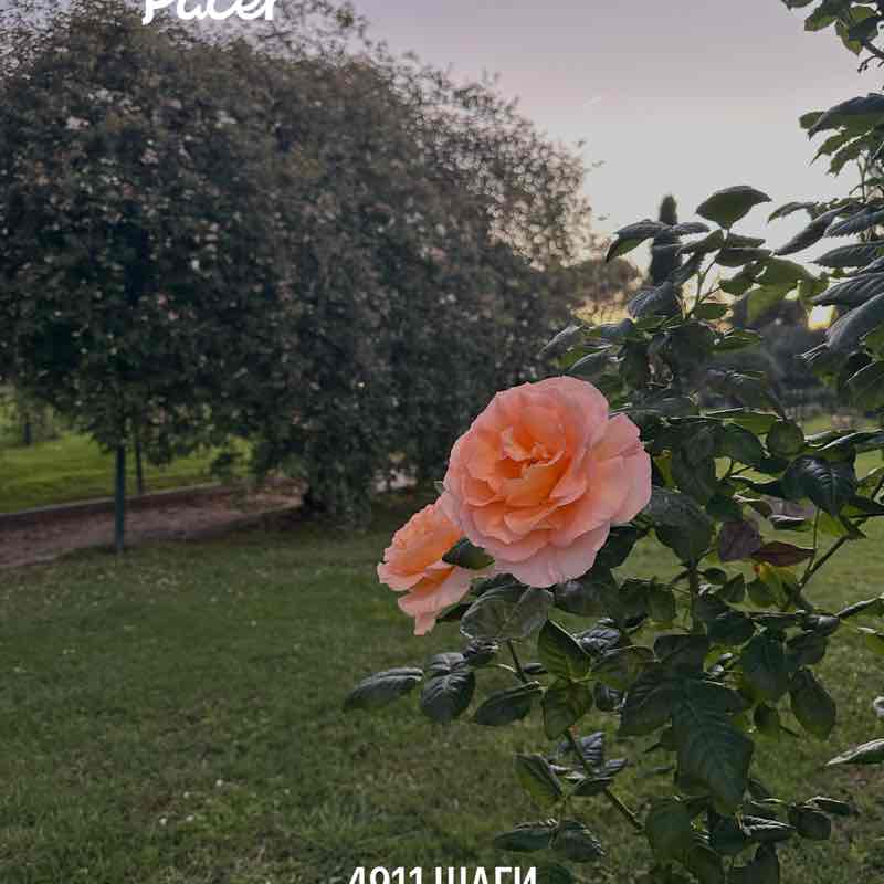 Serj post 1