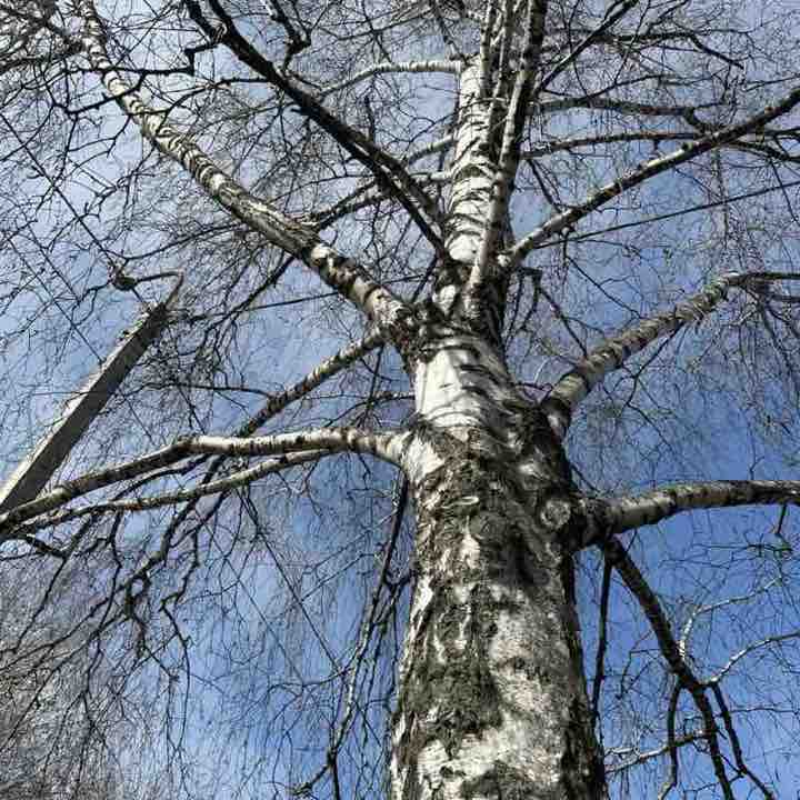 Amra-vika 🍭 post 2