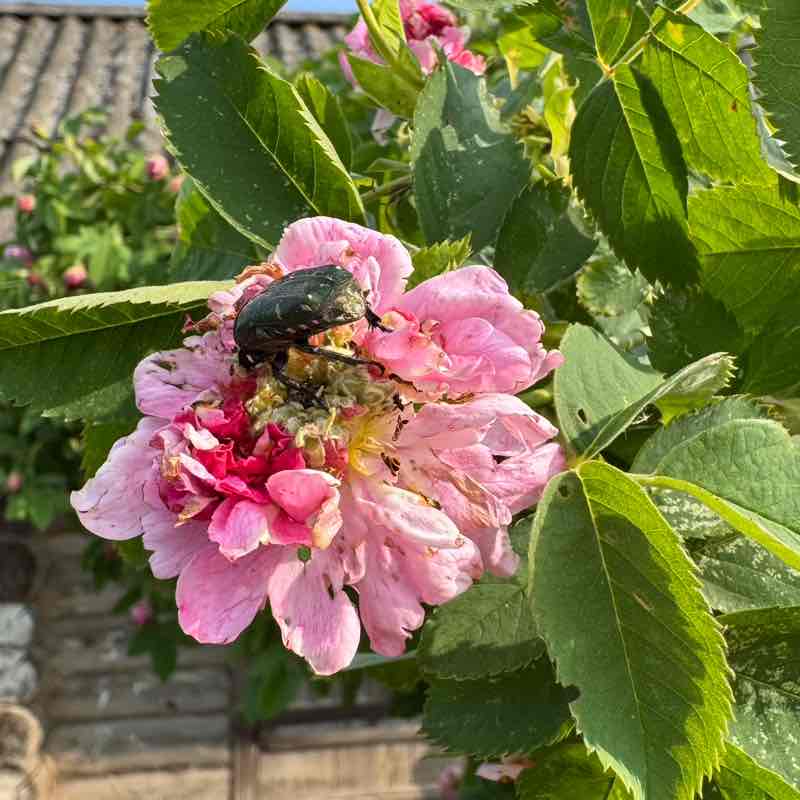 ۷คƖƙıཞı♡ post 2