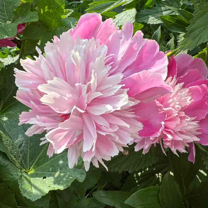 ۷คƖƙıཞı♡ post 1