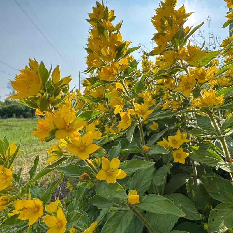 ۷คƖƙıཞı♡ post 3