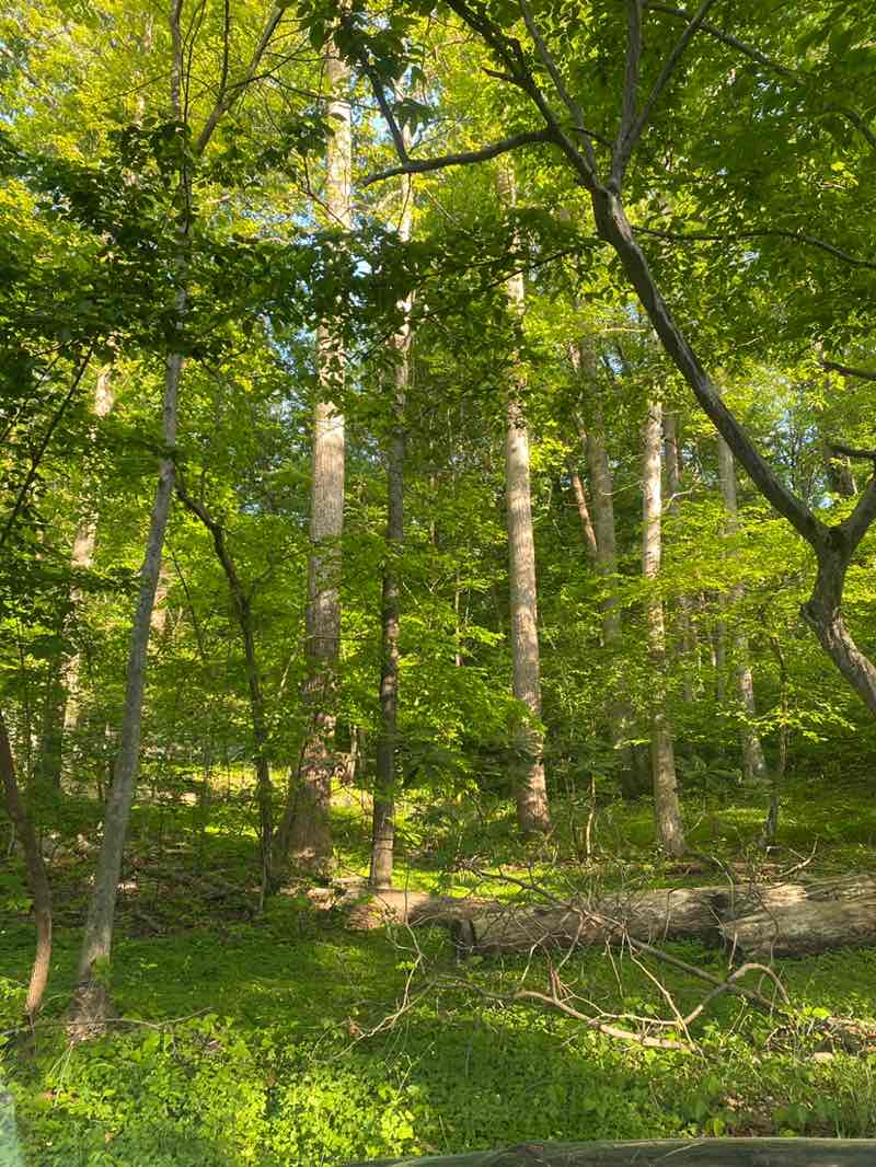walking near me in Wheaton Regional Park in spring