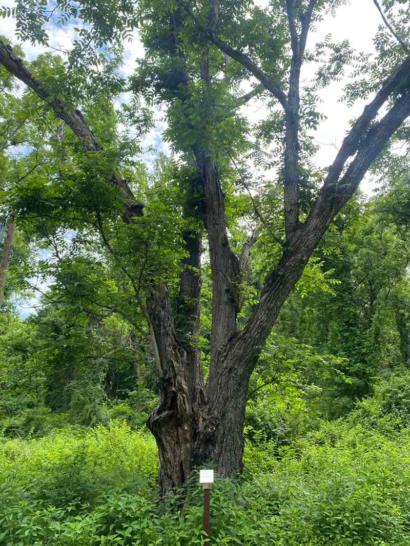 walking near me in Patuxent River State Park in summer