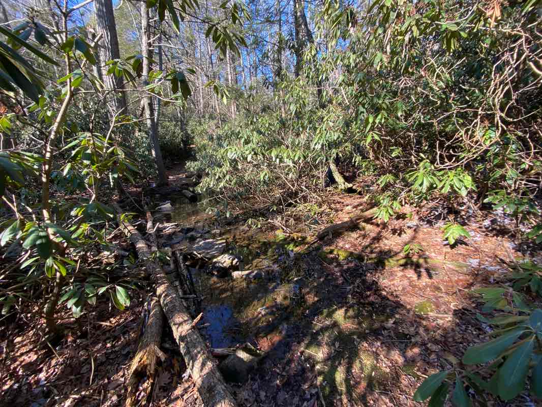 walking near me in Michaux State Forest in winter