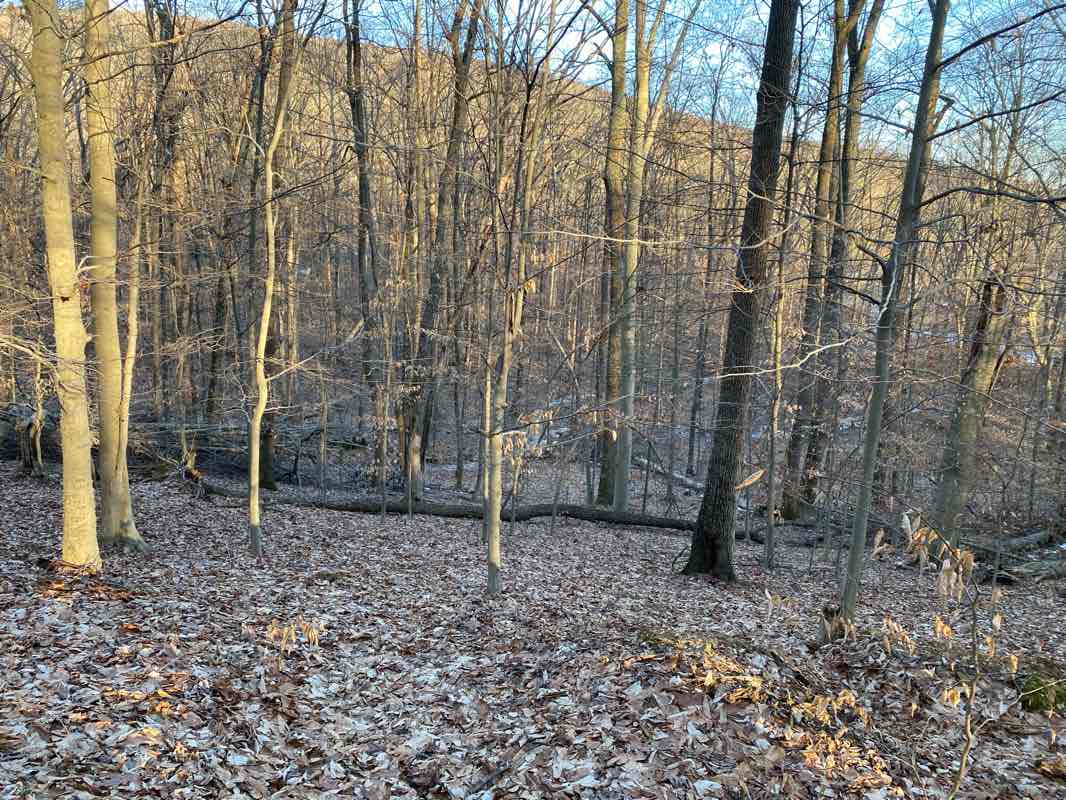 walking near me in Cat Rock & Bob's Hill Natural Area in winter