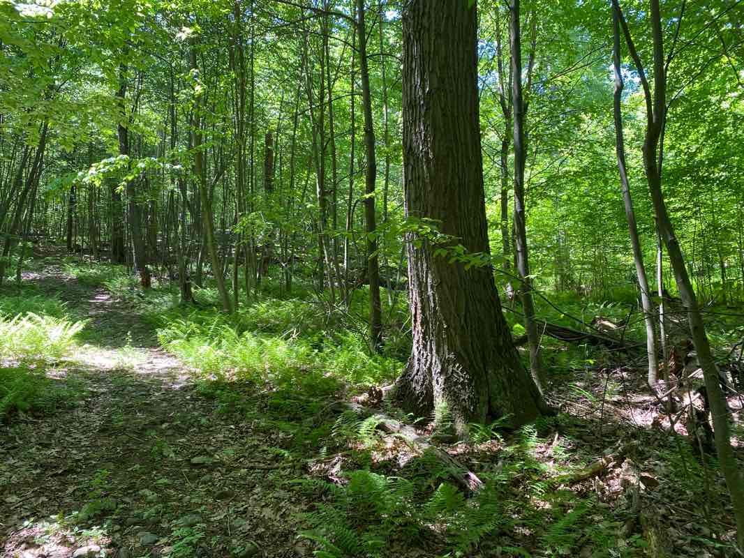 walking near me in Kings Gap Environmental Education Center in winter
