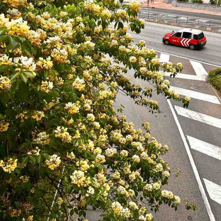 Eline🇭🇰 post 1