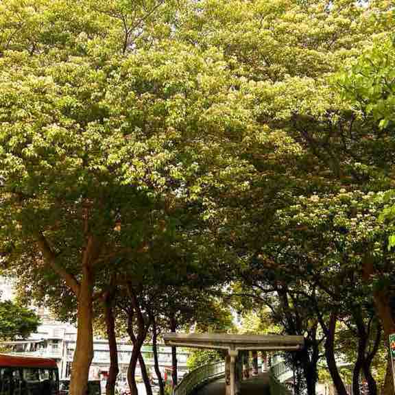 Eline🇭🇰 post 2