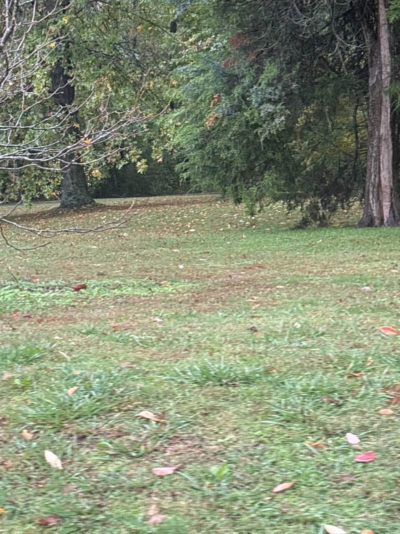 walking near me in Overton Park in autumn