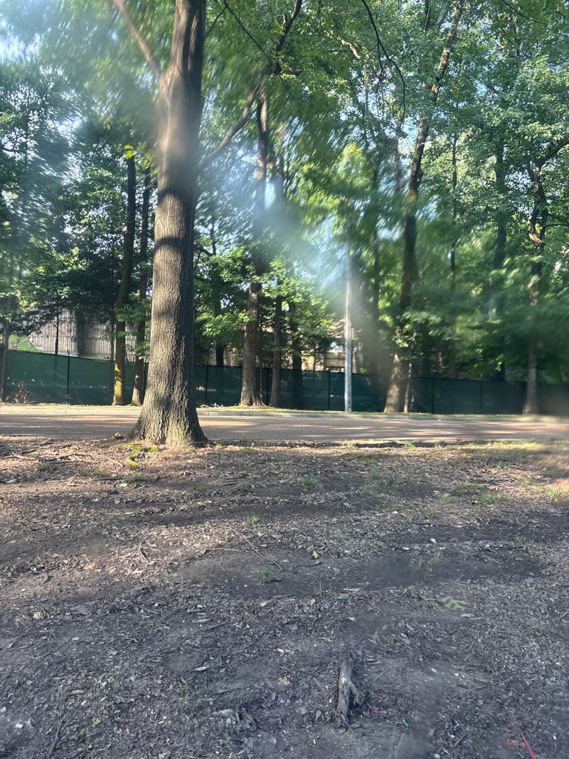 walking near me in Overton Park in summer