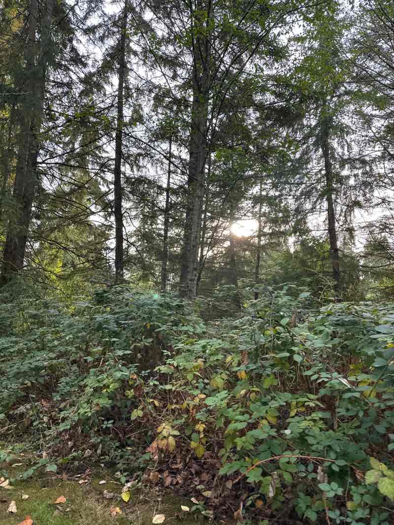 walking near me in Miner's Corner Park in autumn