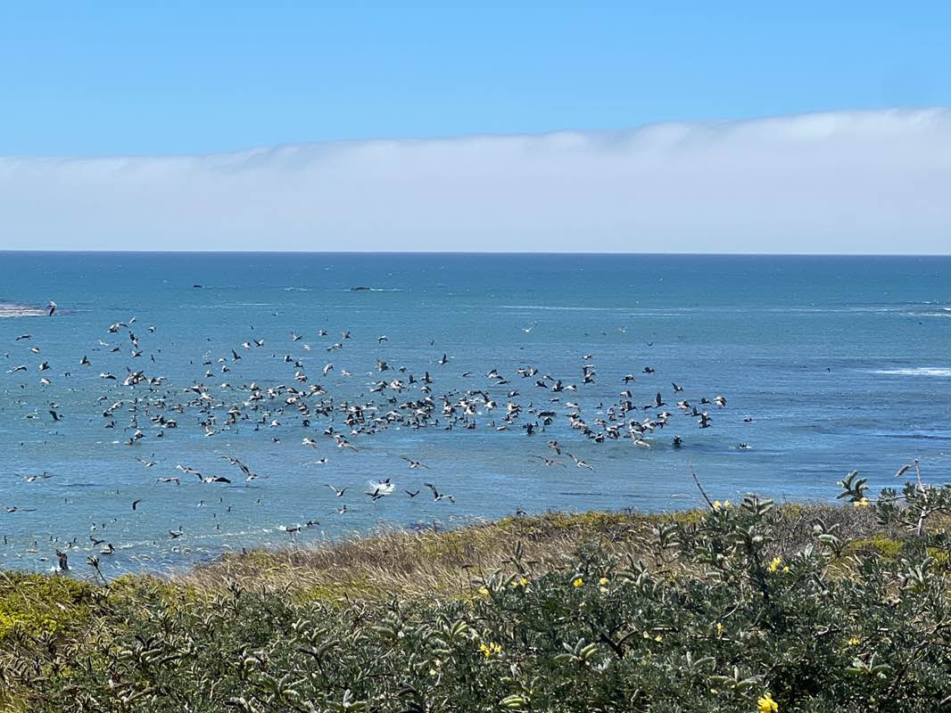 walking near me in Año Nuevo State Marine Reserve in autumn