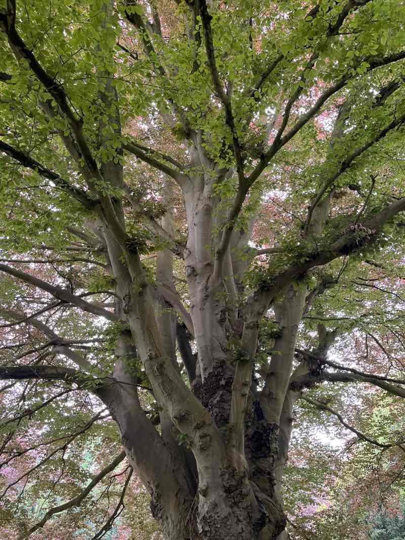 walking near me in Ascott House in spring