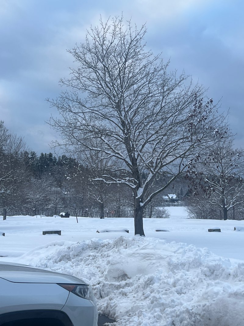 walking near me in Lambert's Park in winter