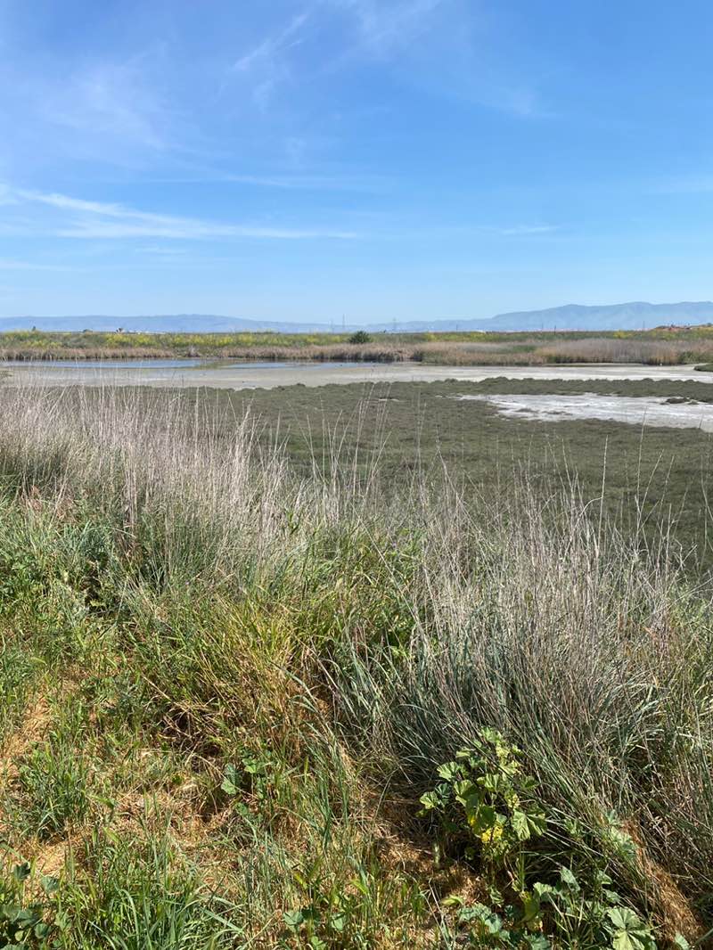 walking near me in Shoreline Park in spring