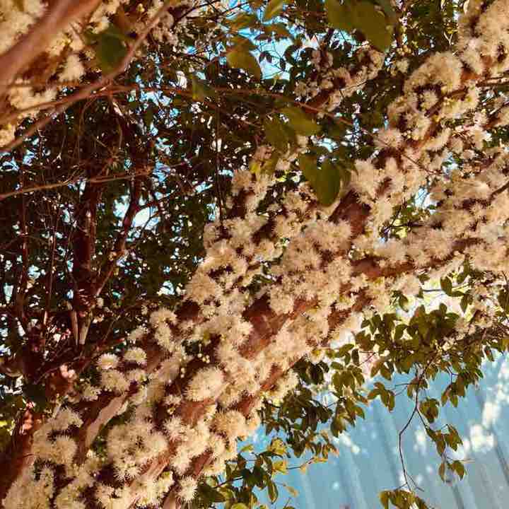 Kuochun post 2