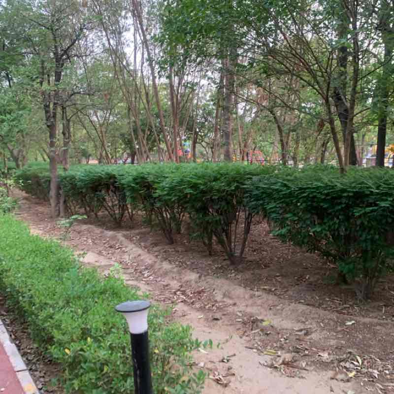 rohit_sharma25b post 1