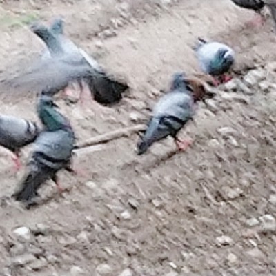 défie à relever🤪 DODDAIAH . E ಬೆಂಗಳೂರು post image