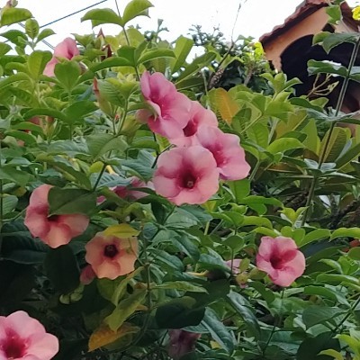in 만보클럽 DODDAIAH . E ಬೆಂಗಳೂರು post image