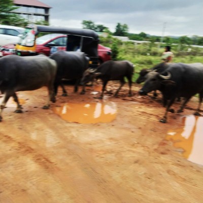 Testa bassa e Camminare DODDAIAH . E ಬೆಂಗಳೂರು post image