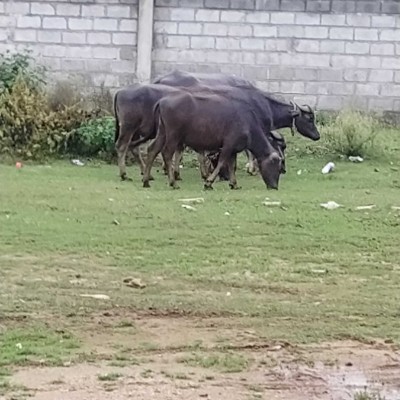 Testa bassa e Camminare DODDAIAH . E ಬೆಂಗಳೂರು post image