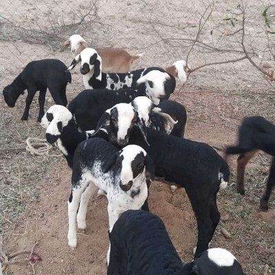 Amazing India DODDAIAH . E ಬೆಂಗಳೂರು post image