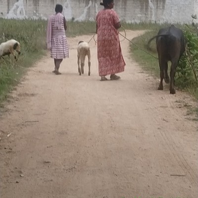 SUPERWALKERS DODDAIAH . E ಬೆಂಗಳೂರು post image