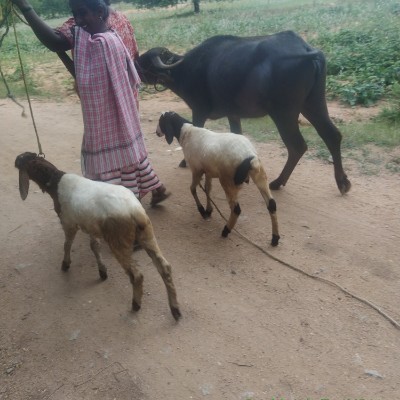 SUPERWALKERS DODDAIAH . E ಬೆಂಗಳೂರು post image