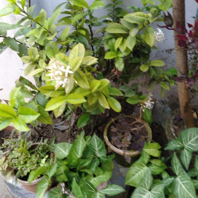 Family New DODDAIAH . E ಬೆಂಗಳೂರು post image