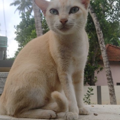 Madrid caminando DODDAIAH . E ಬೆಂಗಳೂರು post image