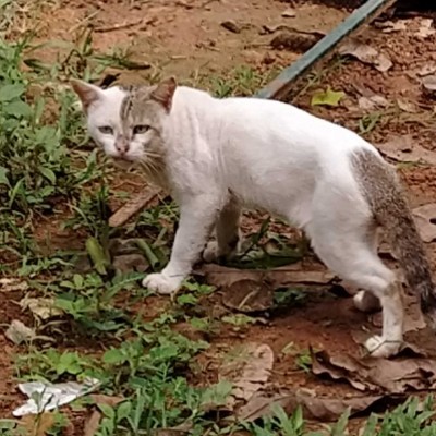 Одеса спортивна DODDAIAH . E ಬೆಂಗಳೂರು post image