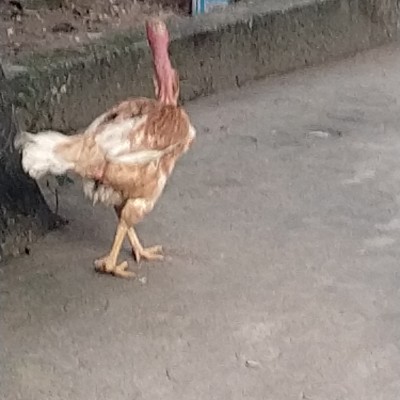 Lahore's walk Group DODDAIAH . E ಬೆಂಗಳೂರು post image