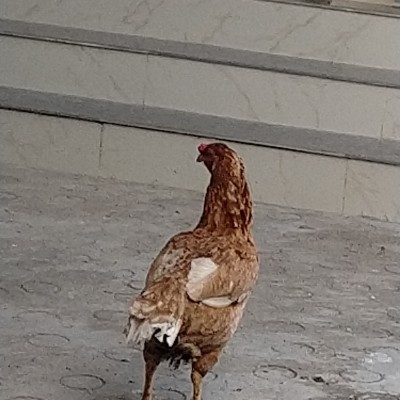 🚶🏻‍♀️Amici di Valeria🚶🏻‍♂️ DODDAIAH . E ಬೆಂಗಳೂರು post image