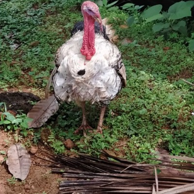 Одеса спортивна DODDAIAH . E ಬೆಂಗಳೂರು post image