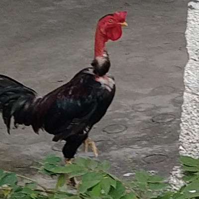 Lahore's walk Group DODDAIAH . E ಬೆಂಗಳೂರು post image