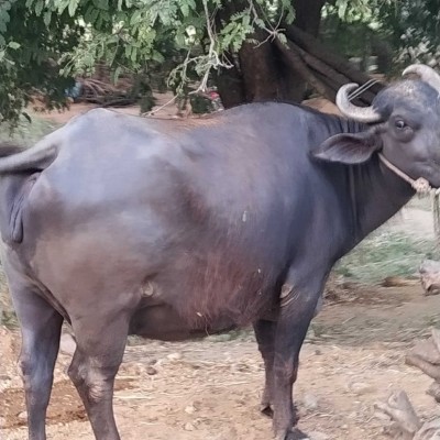 Sutton Fields _ 4B DODDAIAH . E ಬೆಂಗಳೂರು post image