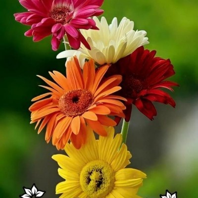 Strandliebhaber der Ostsee DODDAIAH . E ಬೆಂಗಳೂರು post image