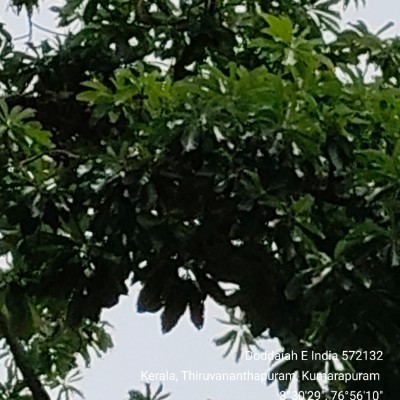 உலகத் தமிழ் நடையாளர்கள் DODDAIAH . E ಬೆಂಗಳೂರು post image