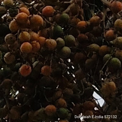 உலகத் தமிழ் நடையாளர்கள் DODDAIAH . E ಬೆಂಗಳೂರು post image