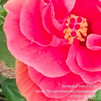 உலகத் தமிழ் நடையாளர்கள் DODDAIAH . E ಬೆಂಗಳೂರು post image