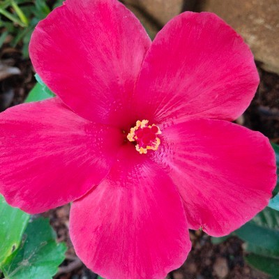 உலகத் தமிழ் நடையாளர்கள் DODDAIAH . E ಬೆಂಗಳೂರು post image