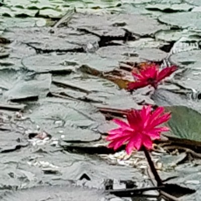 Pacer infuencers DODDAIAH . E ಬೆಂಗಳೂರು post image