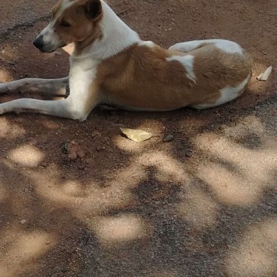 international Jogging club DODDAIAH . E ಬೆಂಗಳೂರು post image