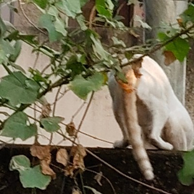 Tripu𝐥𝐚𝐜𝐢ó𝐧 Fantasma 👻 DODDAIAH . E ಬೆಂಗಳೂರು post image